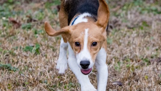 Mizzou Slaughtered Six Beagles After Research Project