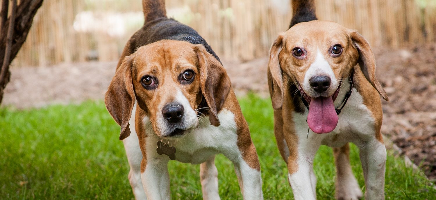 University of Missouri Researchers Blinded, Killed Six Beagles for Inconclusive Study