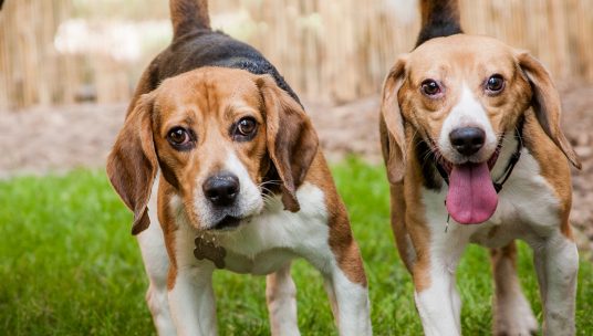 University of Missouri Researchers Blinded, Killed Six Beagles for Inconclusive Study