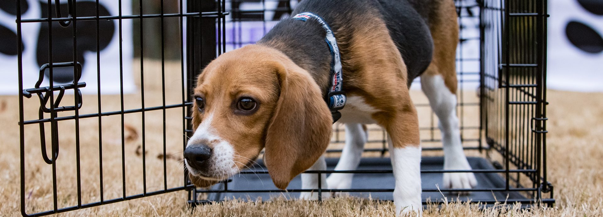 University of Missouri Researchers Blinded Puppies Before Euthanization