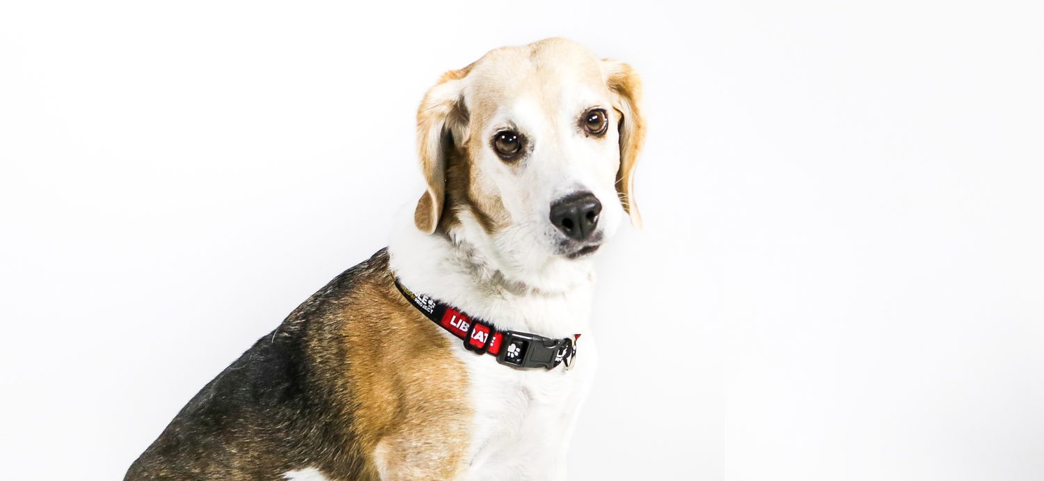 Beagle Freedom Project Offers to Settle Mizzou Litigation — for $1 and an Adoption Plan