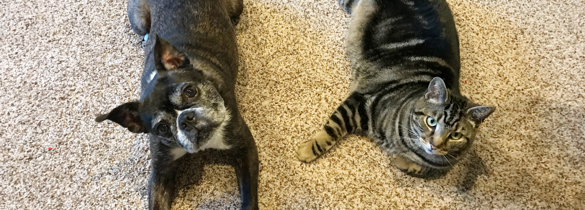 USDA’s Animal Abuser Registry FAQ