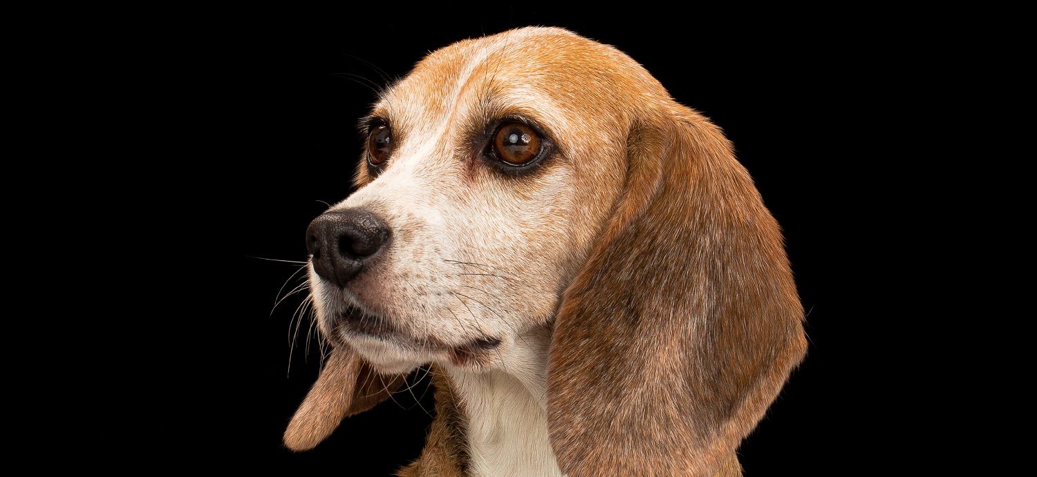 How the USDA Records Removal Impacts the Beagle Freedom Project’s Important Work