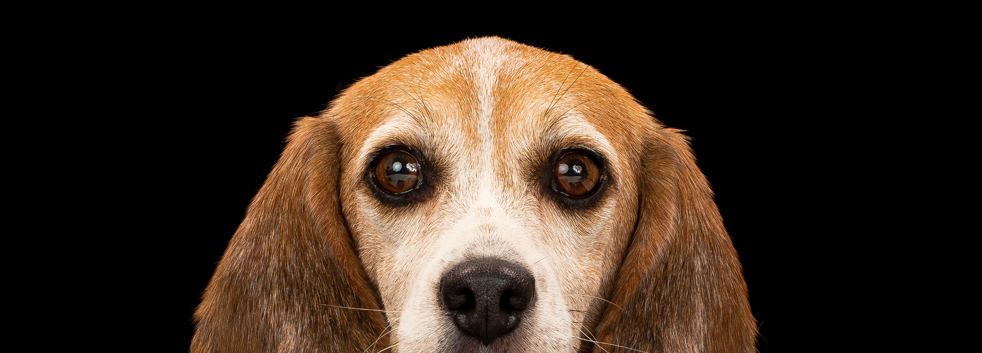 USDA Scrubs Public Animal Welfare Records From Website
