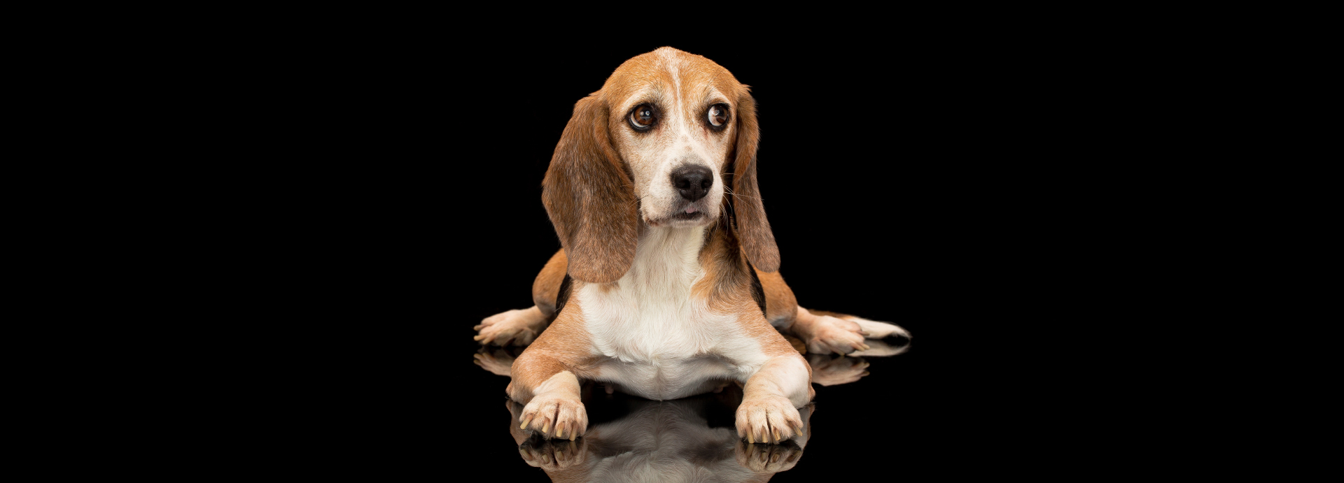 Beagle Freedom Project Files Lawsuit Against USDA-APHIS, in Effort to Restore the Animal Abuse Registry