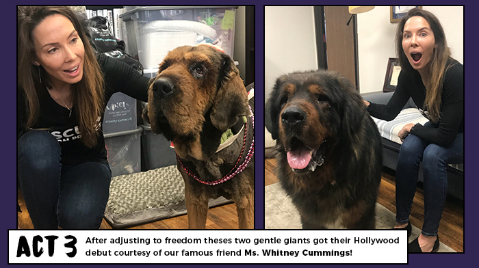 Beagle Freedom Project