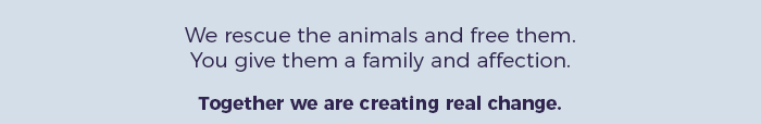 Beagle Freedom Project