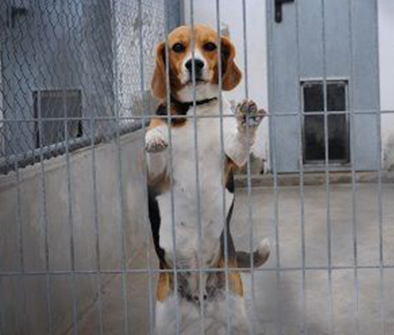 Beagle waiting for being rescued
