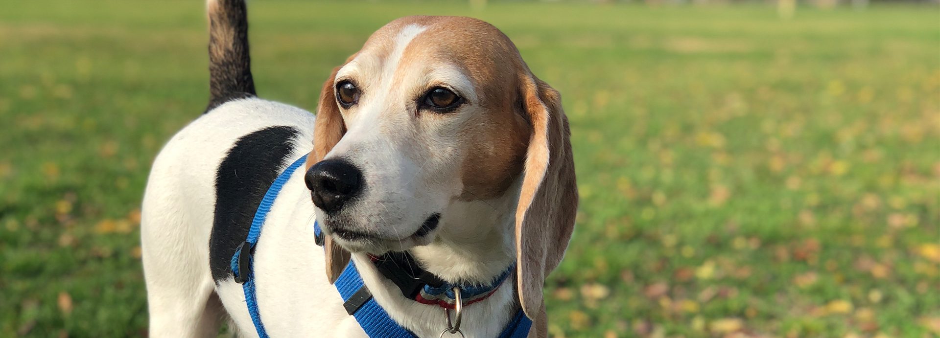 Bill To Protect Dogs Used in Research Passes, But Sponsor Says It Was ‘Neutered’ by Foes