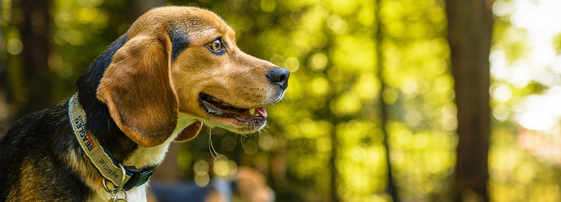 Maryland Passes ‘Beagle Freedom Bill’ to Help Research Dogs Get Adopted