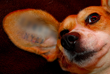 Beagle's ear tattoo 
