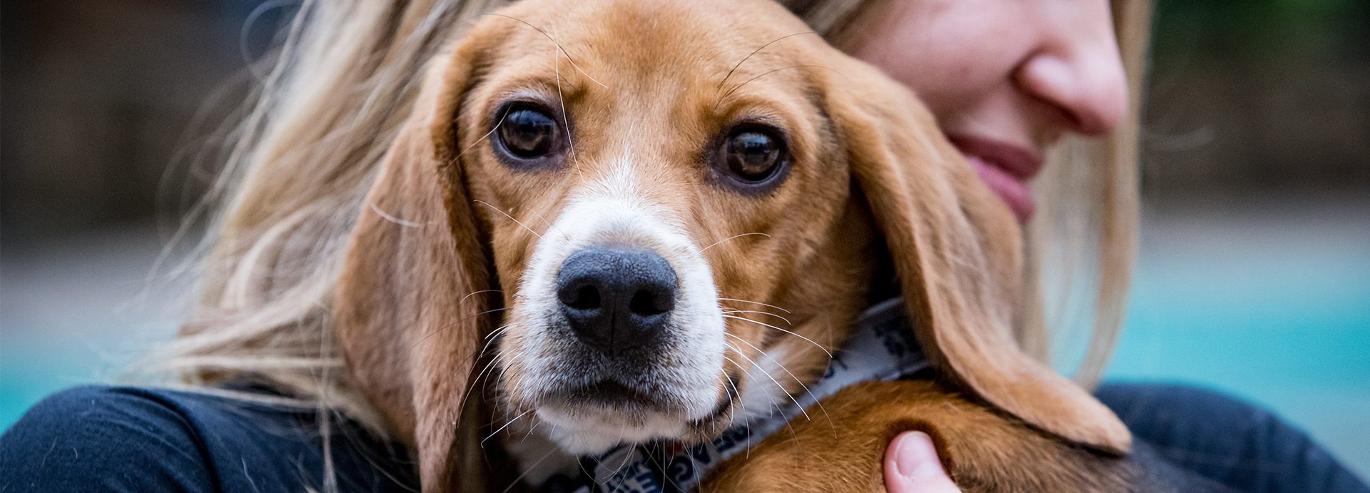 Massachusetts Senate passes bill to promote adoption of research animals