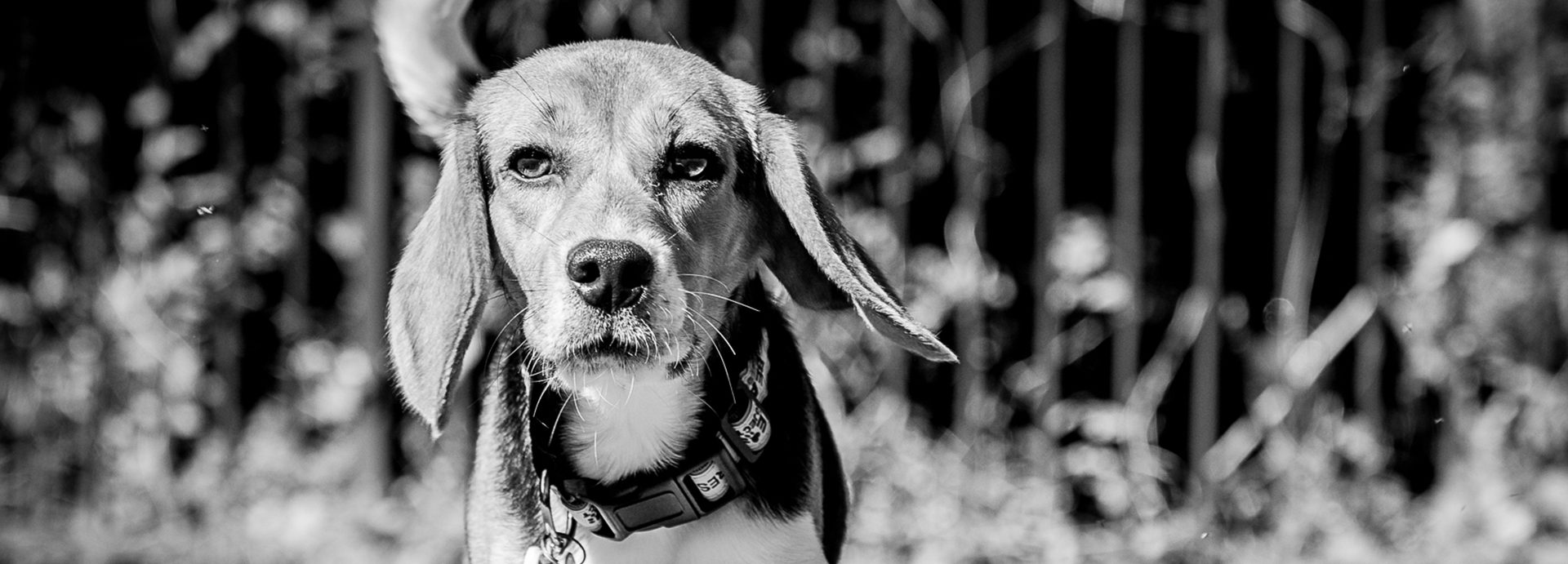 NC bill would create online registry for convicted animal abusers
