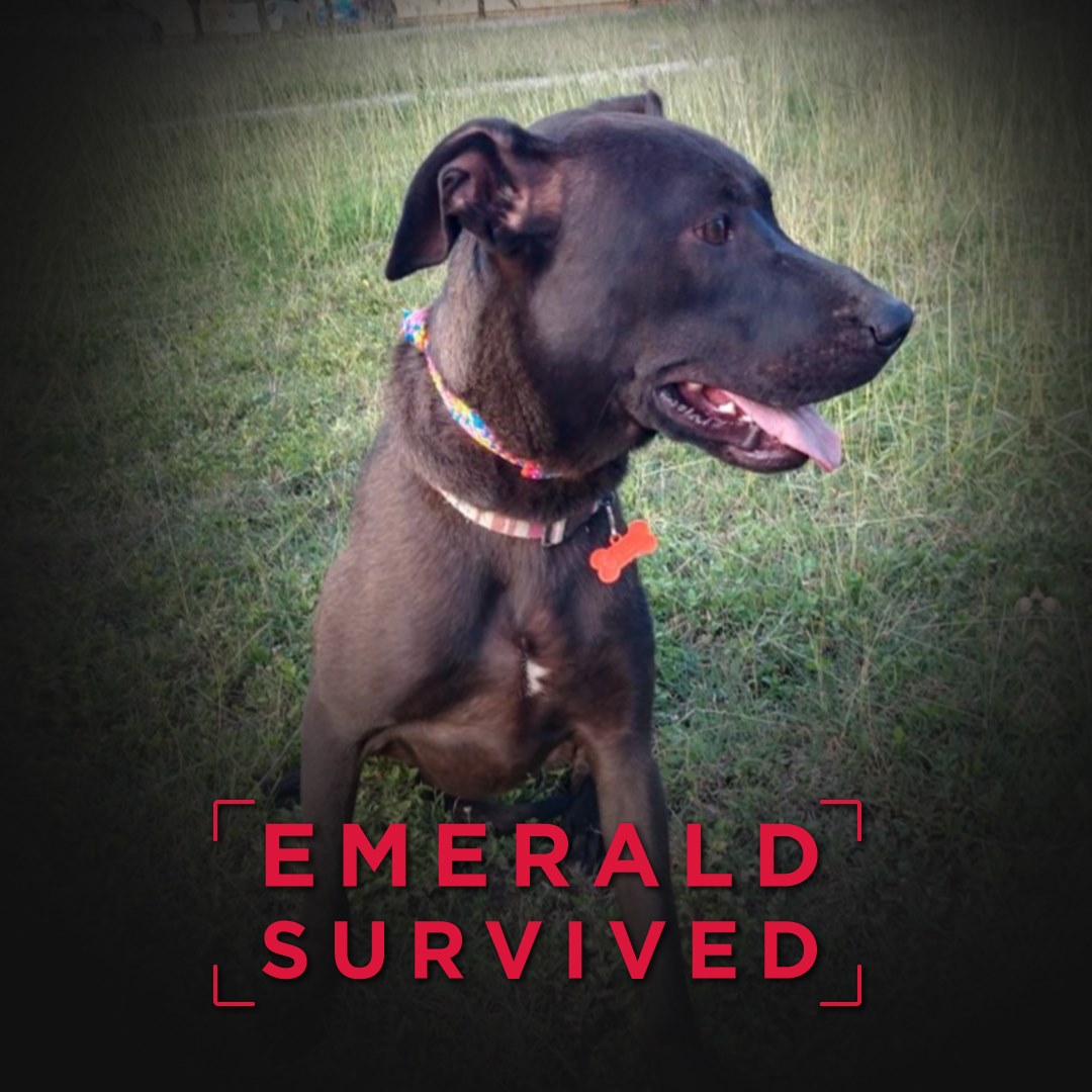 Mexico Lab Survivor - Emerald
