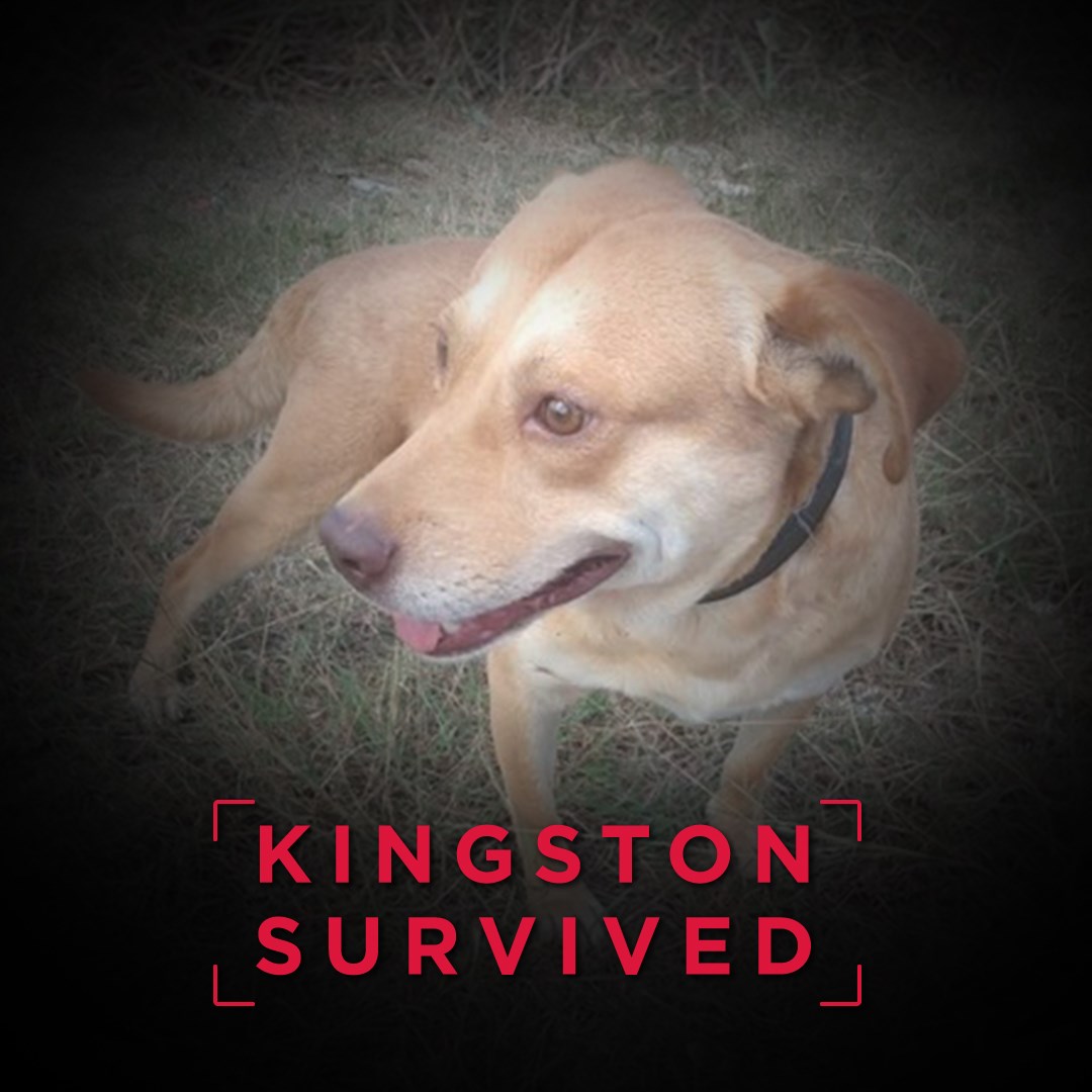 Mexico Lab Survivor - Kingston