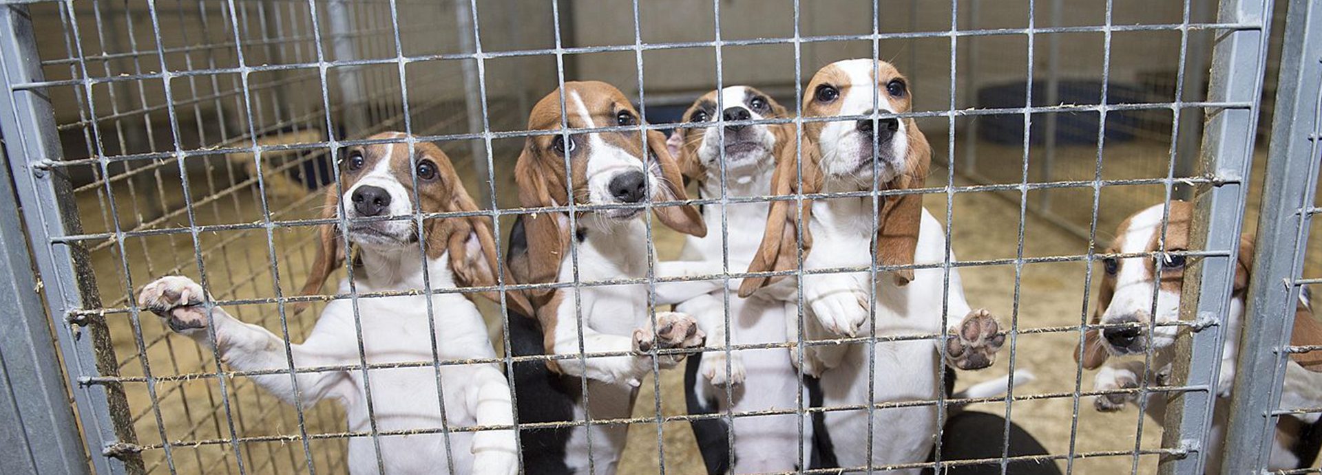 EPA announces Animal Testing phase out