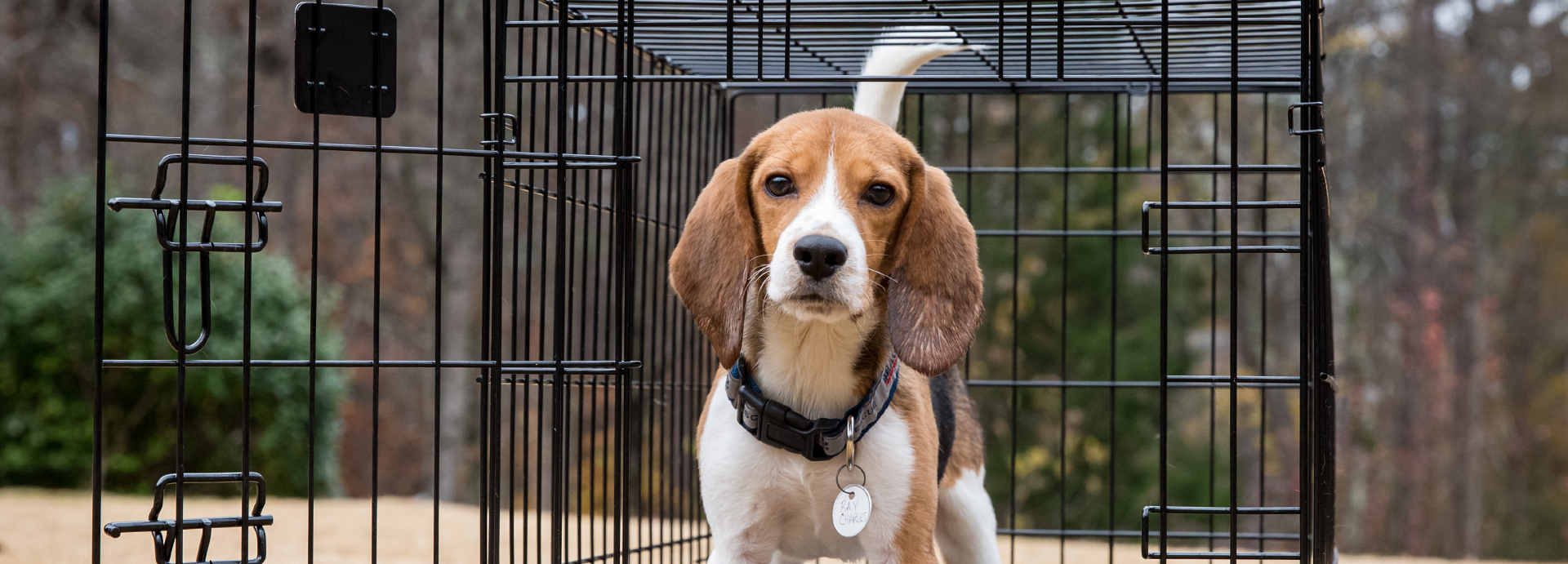 Survivor Updates – Beagle Freedom Project UK