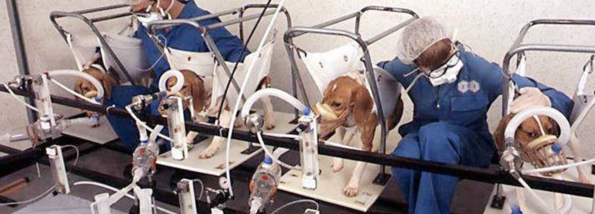 Photo Reveals a Horrific Day in the Life of a Lab Beagle – Here’s What We Can Do to Help