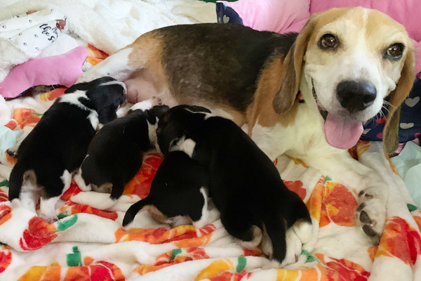 Star nursing her pups