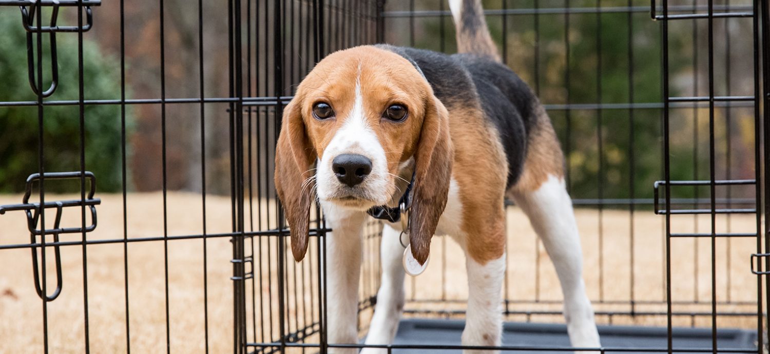 How to Combat the USDA's Animal Welfare Blackout
