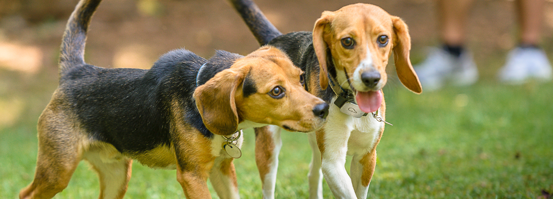 Grounds and Hounds Rescue Roast initiative partners with Beagle Freedom Project