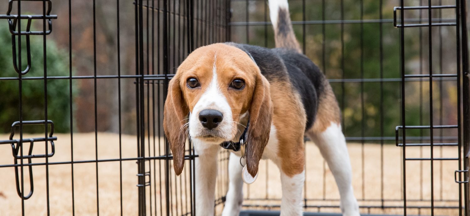 Beagle pups bred to be kept in cages and experimented on in labs found at the airport
