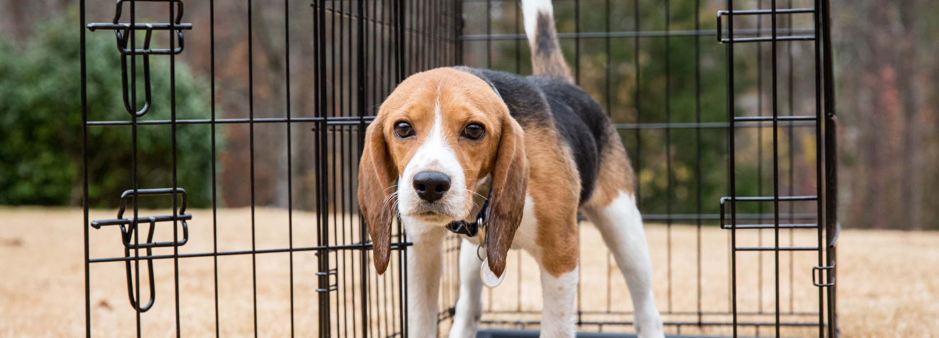 Beagle pups bred to be kept in cages and experimented on in labs found at the airport