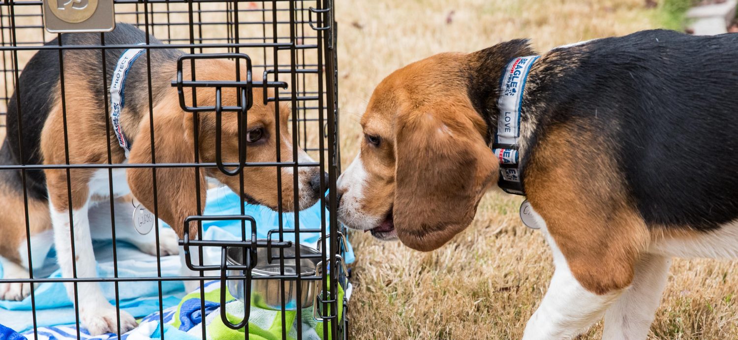 Beagles bred for scientific experiments found stacked in cages at UK airport