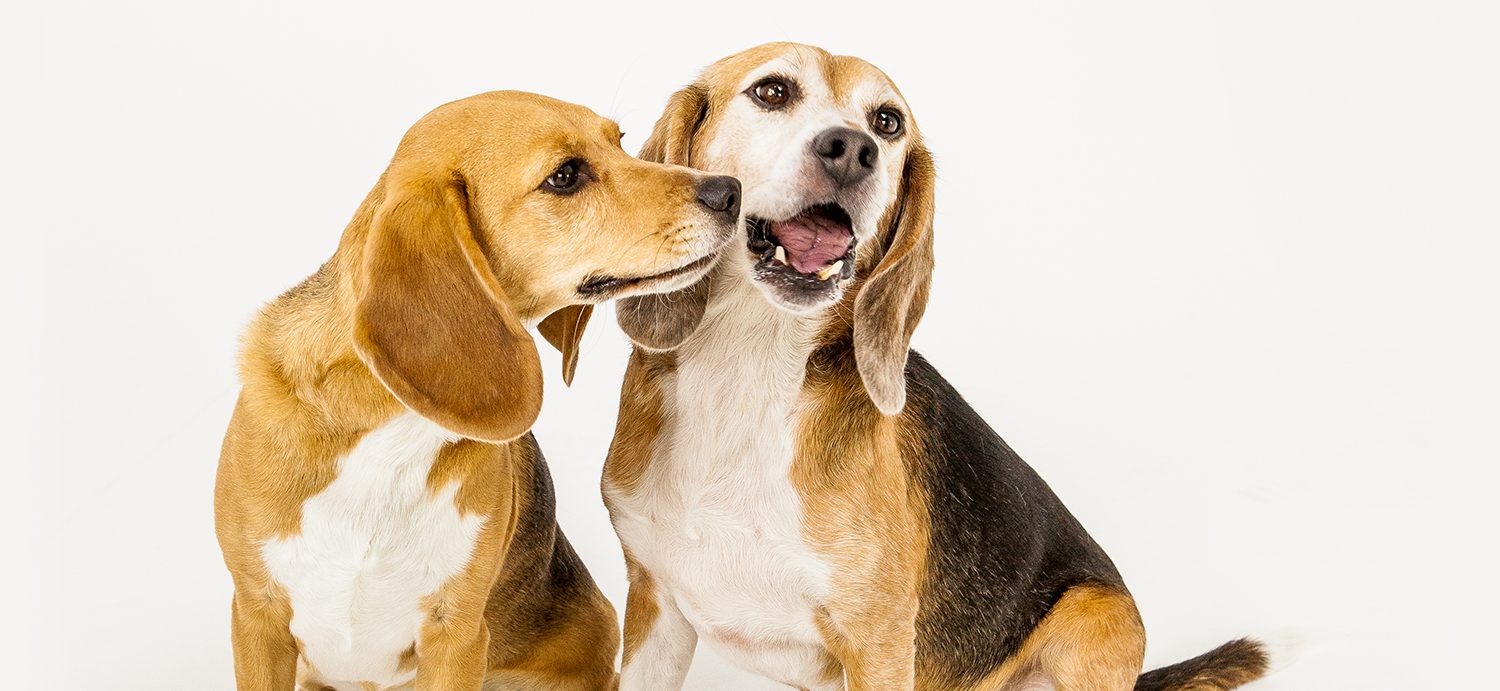 Harry and Meghan adopt one of 4,000 rescue beagles liberated from a US animal testing centre: Couple's new seven-year-old companion 'Mamma Mia' will join them in their seven-acre Montecito mansion