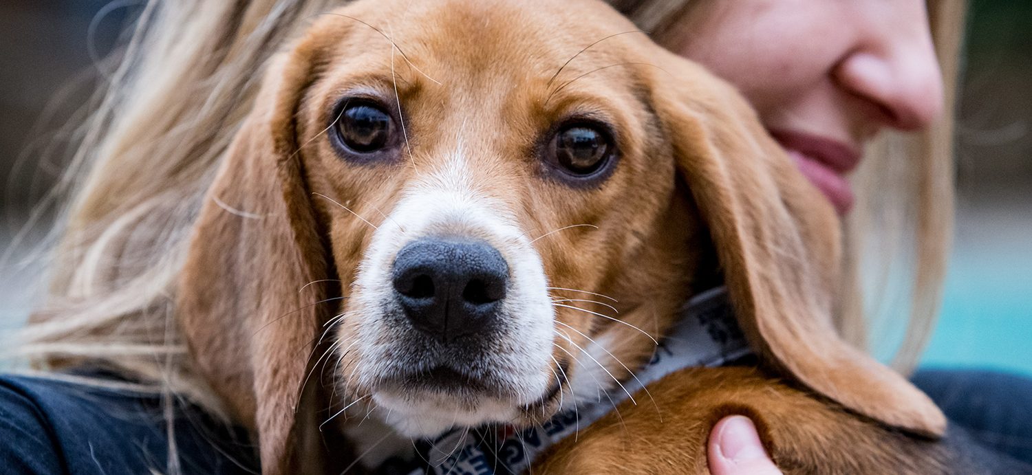 Firm that breeds dogs for research continues legal fight after protests