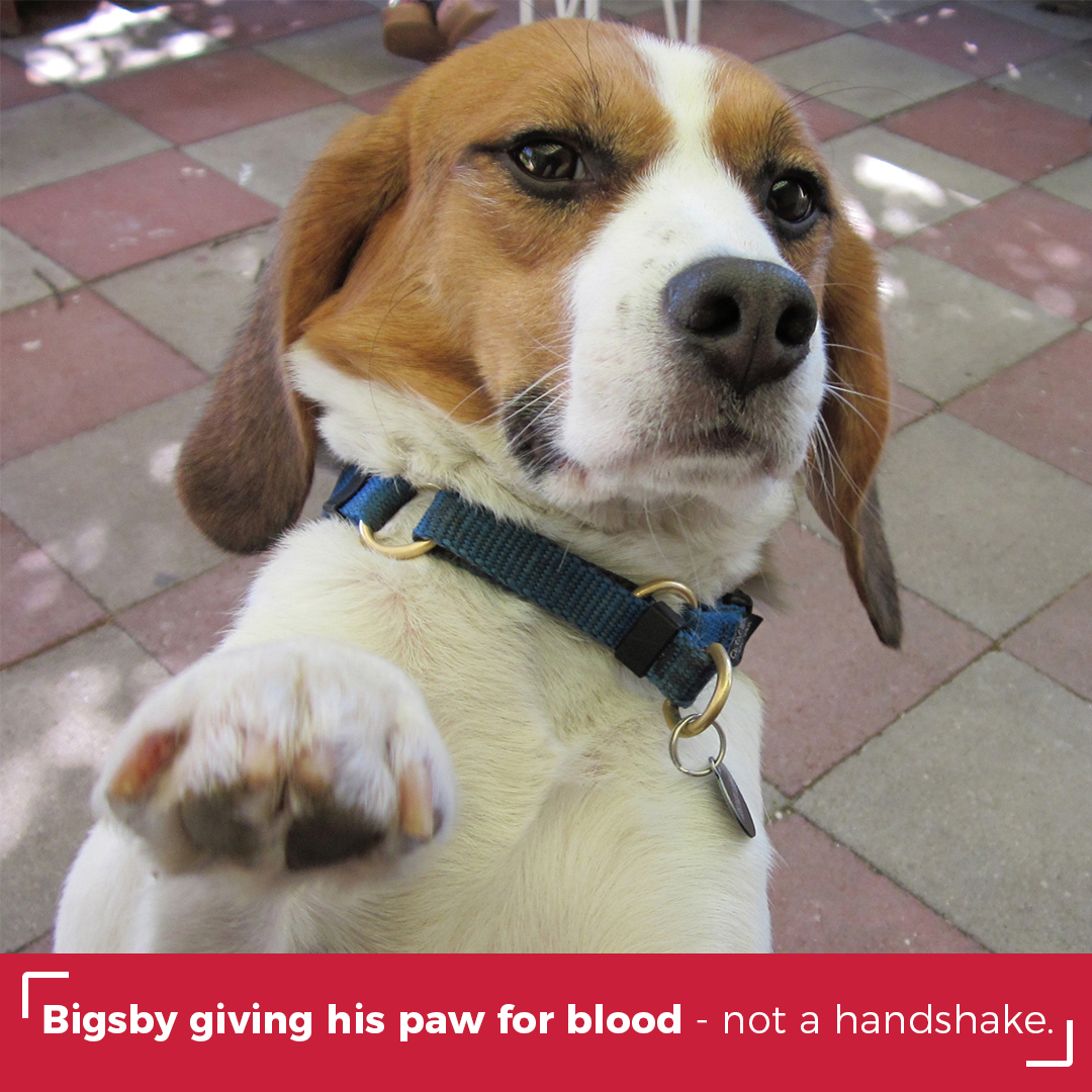 Bigsby giving his paw for blood - not a handshake.