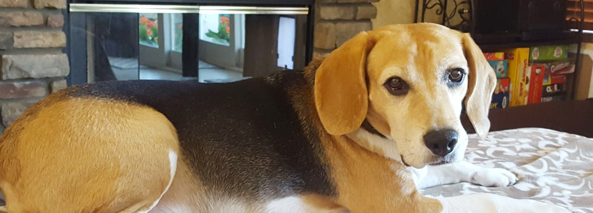 Donny Finds a Forever Home