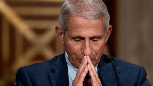 Fauci under fire by beagle organization over alleged puppy experiments