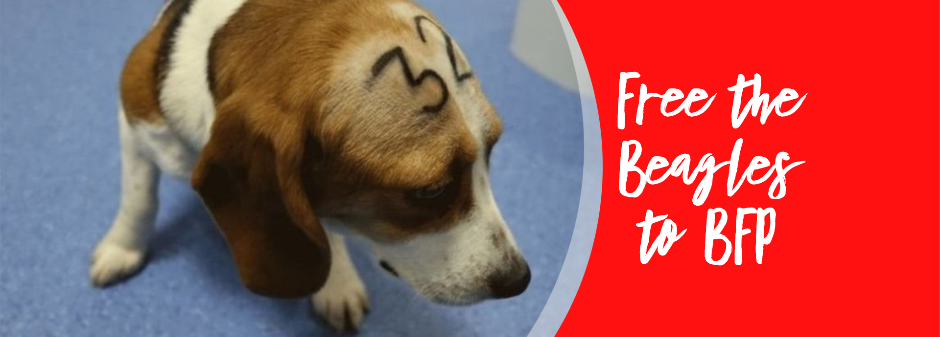 Free the beagles to BFP!
