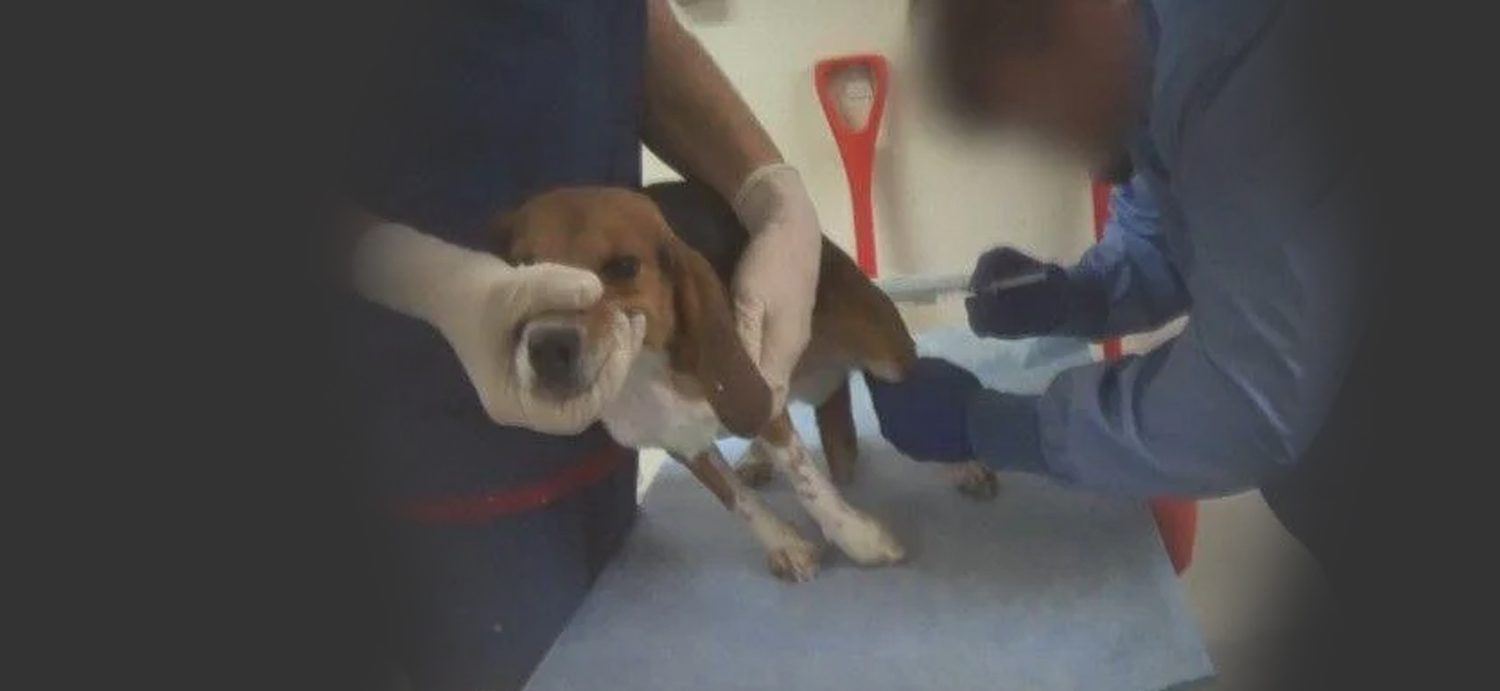 Investigation into Mount Vernon animal testing lab shines light on nationwide reality, push for research adoption legislation