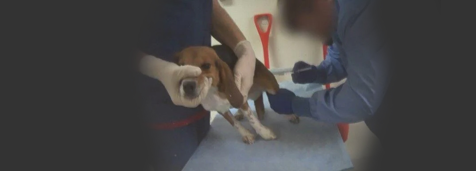Investigation into Mount Vernon animal testing lab shines light on nationwide reality, push for research adoption legislation