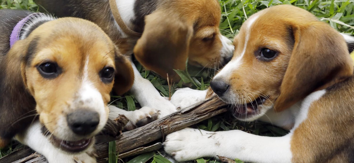 Meghan, Prince Harry adopt beagle rescued from abuse at Virginia plant