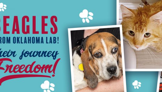 34 Beagles Rescued in Oklahoma!