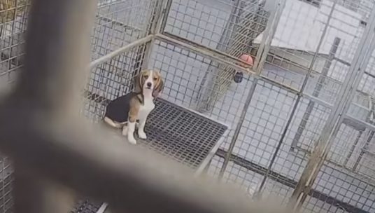 Seven dogs released from ‘cruel’ testing lab to experience first taste of freedom in 12 years