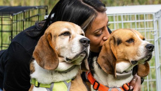 Rescued beagles get first taste of freedom