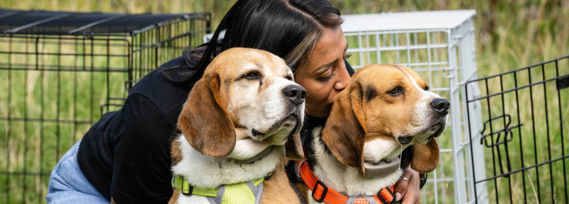 Rescued beagles get first taste of freedom
