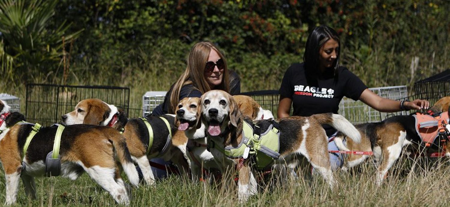 Seven beagles freed from an animal testing lab experience freedom for the first time
