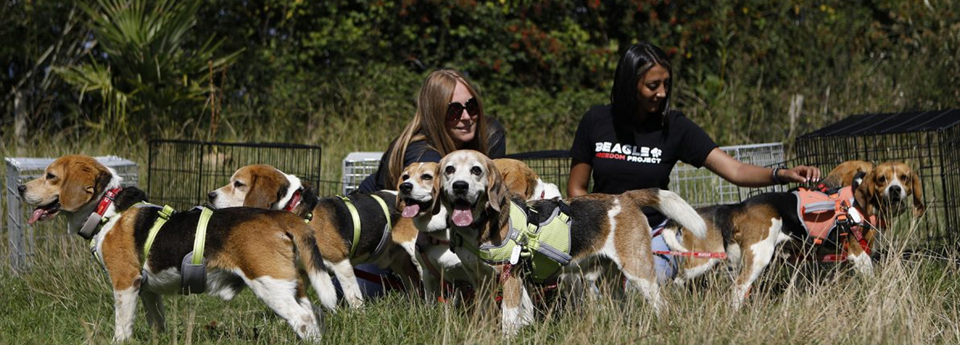Seven beagles freed from an animal testing lab experience freedom for the first time